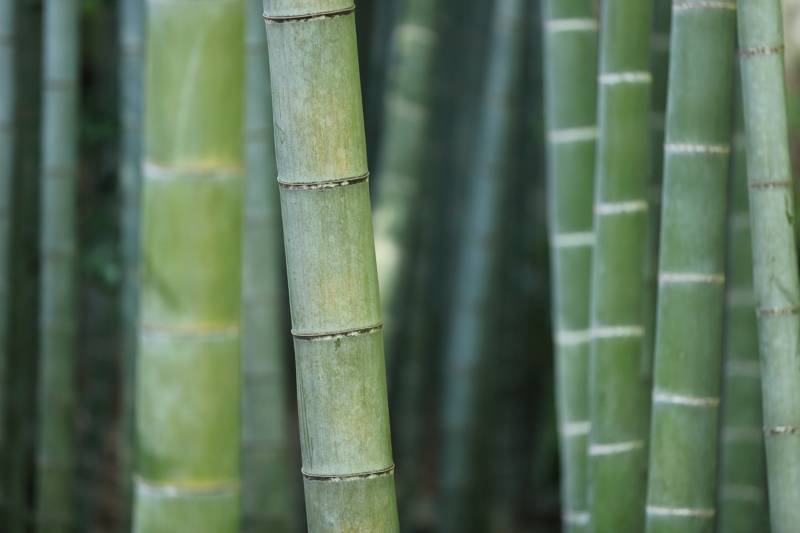 Bambus eignet sich wunderbar als Sichtschutz
